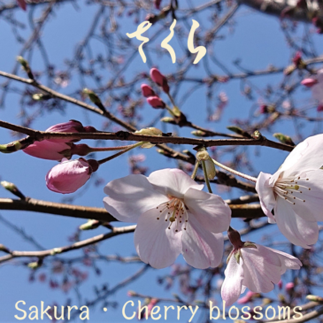 鎌倉の四季の花々をテーマにオンラインツアー