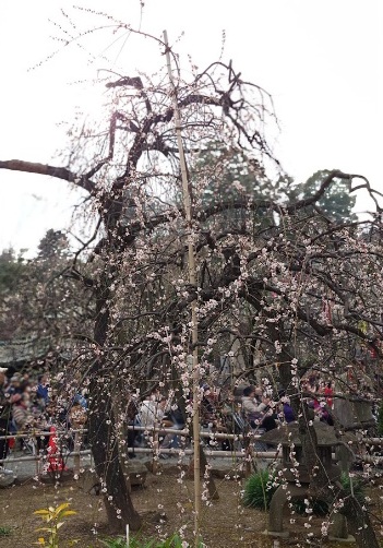 梅がつなぐ地域と世界  杉田梅まつりでのKSGG活動記
