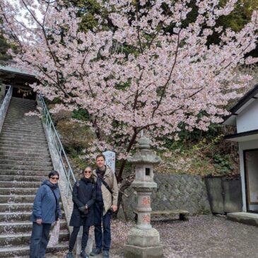 カナダ人ゲスト　桜と竹に癒されて！鎌倉ゆったり散策記